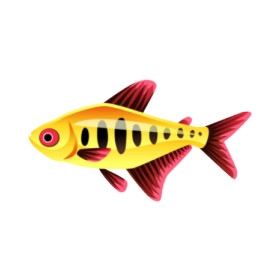 Golden Ladder Tetra